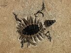 Extraordinary Fossil Baby Turtle (Axestemys) - Green River Formation #380899-2